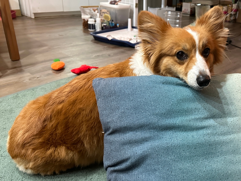 女人知己試用大隊,口碑行銷,部落客行銷,自然食 成長機能主食餐包,自然食,成長機能狗狗主食餐包,成長機能貓咪主食餐包,滿足毛孩最單純的幸福,人食等級食材,開封即食,綿密的肉泥狀質地,好吸收,無膠類,無色素,無防腐劑的添,維持腸道健康,添加DHA/靈芝多醣體,使用高優質蛋白,適口性佳,狗狗口味,犬用營養火雞,犬用嫩雞牛肉,貓咪口味,貓用營養嫩雞,貓用嫩雞鮪魚